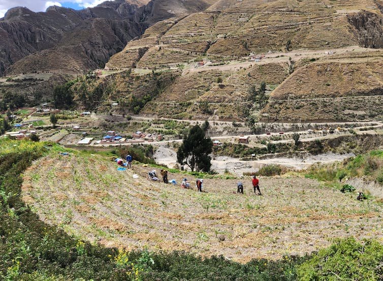 एक पहाड़ी क्षेत्र में काम करते समय मुट्ठी भर लोग फसलों की पंक्तियों पर झुक जाते हैं।
