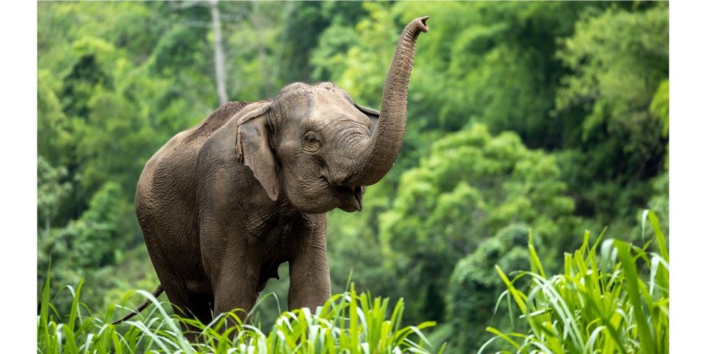 एशियाई हाथी भारतीय संस्कृति में पूजनीय हैं, लेकिन आवास विखंडन, मानव-हाथी संघर्ष और हाथी दांत और शरीर के अंगों के लिए अवैध शिकार जैसे खतरों का सामना करते हैं।  संरक्षण की पहल आवासों को सुरक्षित करने, मानव-हाथी संघर्ष को कम करने और जागरूकता बढ़ाने पर केंद्रित है।  फोटो: शटरस्टॉक 