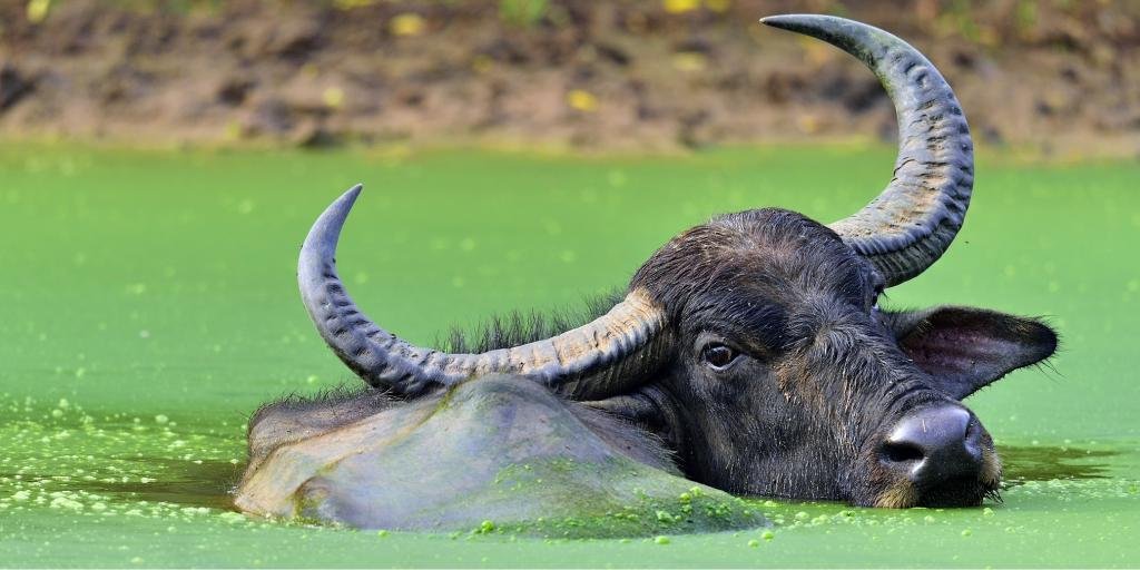 पूर्वोत्तर भारत के आर्द्रभूमि के मूल निवासी जंगली जल भैंस गंभीर रूप से संकटग्रस्त है।  घरेलू भैंसों के साथ शिकार और अंतःप्रजनन उनके अस्तित्व के लिए अतिरिक्त चुनौती पेश करते हैं।  विनियमित प्रजनन कार्यक्रमों को लागू करना और उनके आवासों की रक्षा करना उनके लिए कुछ संरक्षण प्रयास किए जा रहे हैं।  फोटो: शटरस्टॉक 