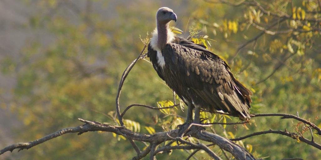 पशुधन में पशु चिकित्सा दवा डाइक्लोफेनाक के उपयोग के कारण भारतीय गिद्धों में गिरावट आई है, जो मवेशियों के शवों को खाने के बाद से गिद्धों में गुर्दे की विफलता का कारण बनता है।  संरक्षणवादी दवा पर प्रतिबंध लगाने और उनकी वसूली में सहायता के लिए गिद्ध-सुरक्षित क्षेत्र स्थापित करने के लिए काम कर रहे हैं।  फोटो: शटरस्टॉक 