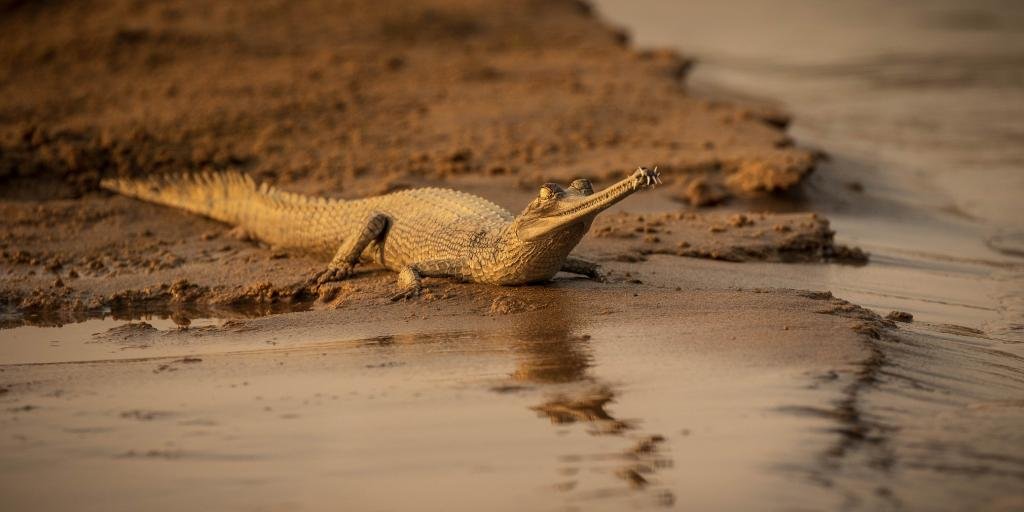 उत्तरी भारत की नदियों में पाया जाने वाला, घड़ियाल एक अनूठा और गंभीर रूप से लुप्तप्राय सरीसृप है - नदी के प्रदूषण और मछली पकड़ने के जाल में आकस्मिक उलझाव से खतरा।  घड़ियालों के लिए संरक्षण कार्यक्रम आवास बहाली, बंदी प्रजनन और जन जागरूकता बढ़ाने पर ध्यान केंद्रित करते हैं।  फोटो: शटरस्टॉक 