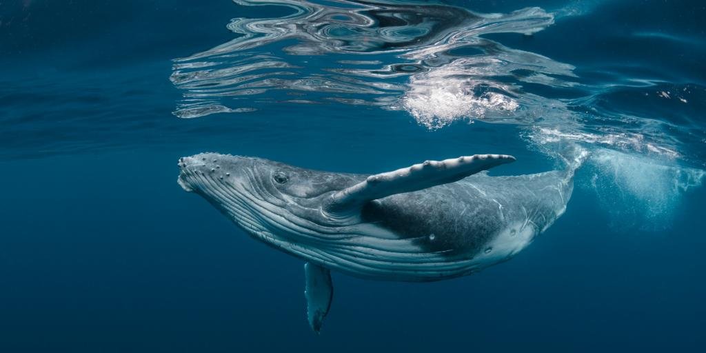 ब्लू व्हेल एक प्रवासी समुद्री स्तनपायी प्रजाति है जो भारत के आसपास के पानी में पाई जाती है।  यह जहाज के हमले, मछली पकड़ने के गियर में उलझने और समुद्र के ध्वनि प्रदूषण जैसे खतरों का सामना करता है।  ब्लू व्हेल के संरक्षण की पहल का उद्देश्य शिपिंग नियमों, संरक्षित क्षेत्रों और सार्वजनिक शिक्षा के माध्यम से इन खतरों को कम करना है।  फोटो: शटरस्टॉक 