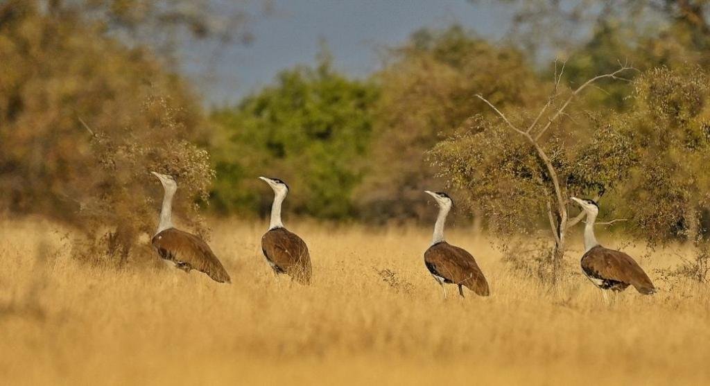 इससे पहले, ग्रेट इंडियन बस्टर्ड पूरे पश्चिमी भारत और पाकिस्तान के कुछ हिस्सों में मौजूद थे।  लेकिन 2017 में हुई आधिकारिक गणना के मुताबिक अब सिर्फ 150 ही बचे हैं।  वे ज्यादातर उच्च-तनाव वाले तारों, पवन चक्कियों और सौर पैनलों से टकराकर मर जाते हैं, और उनके अंडे अन्य जानवरों द्वारा खाए जाते हैं।  इन मुद्दों से निपटने के लिए एक केंद्रित बस्टर्ड संरक्षण कार्यक्रम की आवश्यकता है।  फोटोः राधेश्याम बिश्नोई