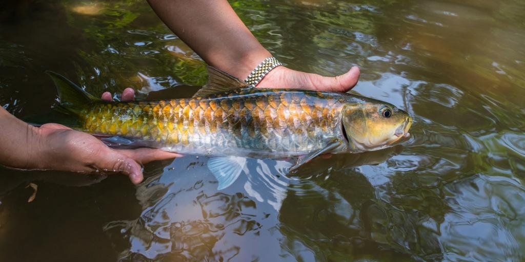 यह मछली हिमालय क्षेत्र की तेज धाराओं, नदियों और झीलों में पाई जाती है।  प्रदूषण, आवास के नुकसान और अधिक मछली पकड़ने के कारण अब प्रजातियों को खतरा है।  दुनिया में महासीर की कुल 47 प्रजातियां मौजूद हैं, जिनमें से 15 भारत में पाई जाती हैं।  जन जागरूकता लाना, जल स्वास्थ्य में सुधार करना और मछली पकड़ने के नियमों को लागू करना कुछ ऐसे तरीके हैं जिनसे इसकी आबादी को बढ़ाया जा सकता है।  यह लेख विलेज स्क्वायर द्वारा क्यूरेट किया गया है और 19 मई, 2023 को लुप्तप्राय प्रजाति दिवस के लिए एक विशेष सहयोग का हिस्सा है। फोटो: शटरस्टॉक 