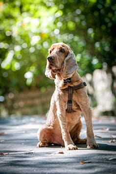 एक कुत्ता सड़क पर पृष्ठभूमि में हरियाली के साथ बैठता है