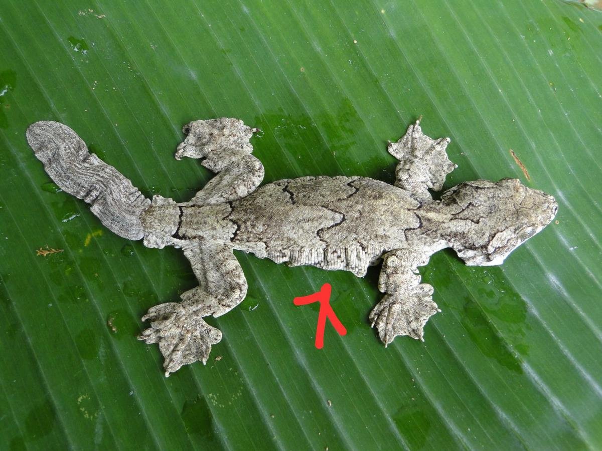 Gekko mizoramensis सरकने की क्षमता है। Gekko mizoramensis सरकने की क्षमता है।