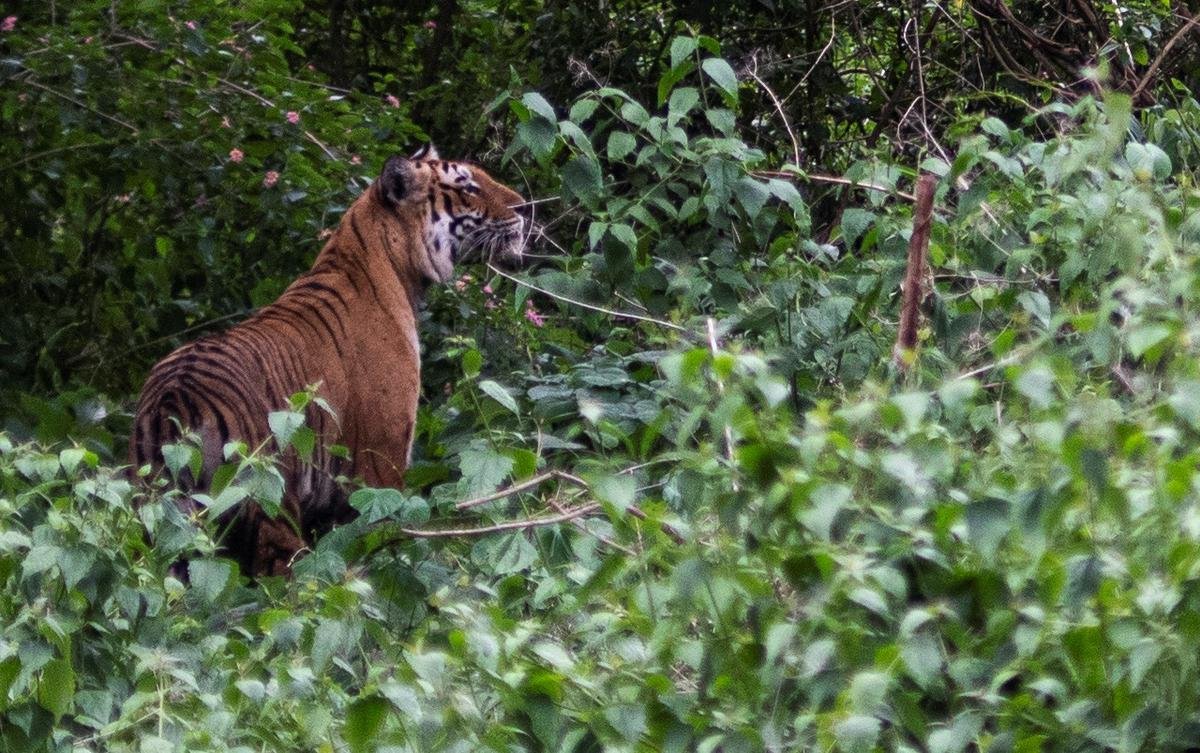 नीलगिरि वन प्रभाग निवासी बाघों की शरणस्थली बन गया है, नीलगिरी में एक बाघ की फाइल फोटो।  फोटो: सत्यमूर्ति एम/द हिंदू।