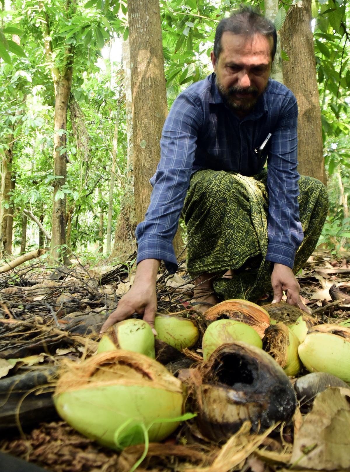 चक्किटप्पारा पंचायत में किसान बाबू पैकायिल के कच्चे नारियल को बंदरों के झुंड ने उनके खेत में नष्ट कर दिया। 