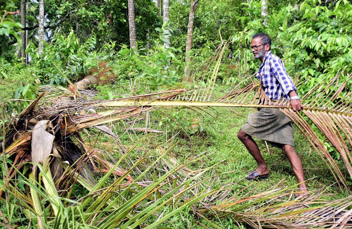 कोझिकोड जिले में मुथुकड़ के पास एलामकड़ में किसान मोहन अलीयांब्रा अपने दो एकड़ के खेत में नष्ट हुए नारियल के पेड़ों में से एक को साफ करते हुए।