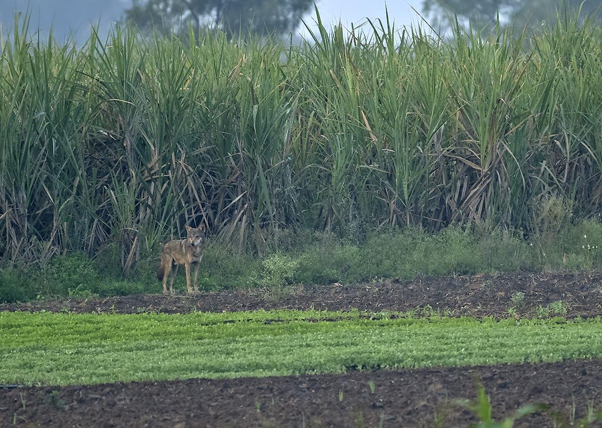 Efforts to green a desert are as harmful as cutting down trees in a forest. The team believes that use of terms such as desertification to indicate degradation creates a negative bias towards desert ecosystems that are the product of the climate of the region.