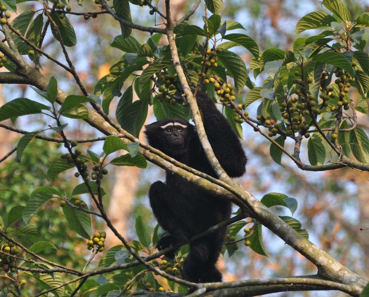 A western hoolock gibbon in Assam’s Hollongapar Gibbon Sanctuary. 