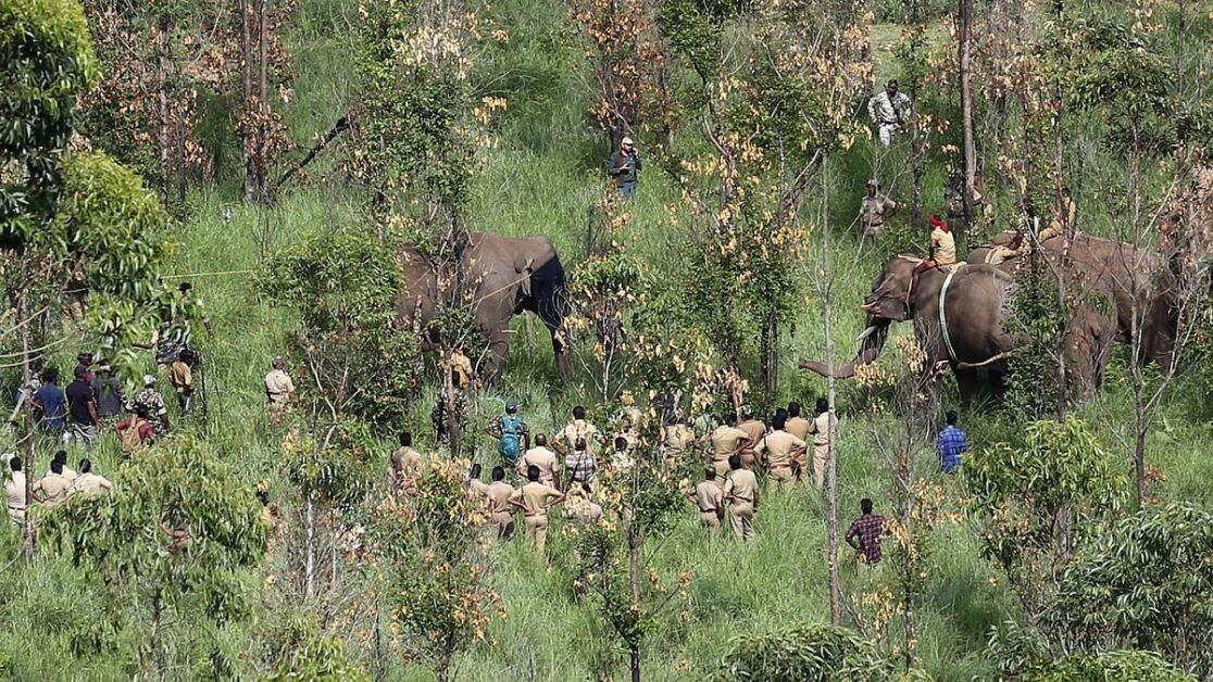 टस्कर अरिकोम्पन पकड़ा गया, पेरियार अभयारण्य में छोड़ा जाएगा