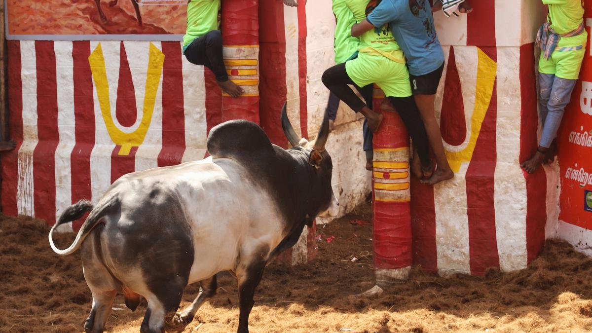 समझाया |  सर्वोच्च न्यायालय ने जल्लीकट्टू पर तमिलनाडु के रुख को कैसे मान्य किया है?