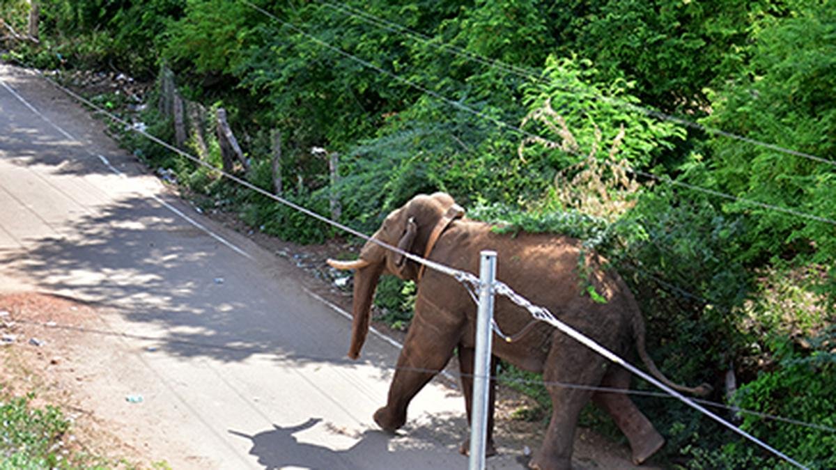 हाथी अरिकोम्पन द्वारा दो दिन पहले हमला किए गए व्यक्ति की थेनी अस्पताल में मौत हो गई