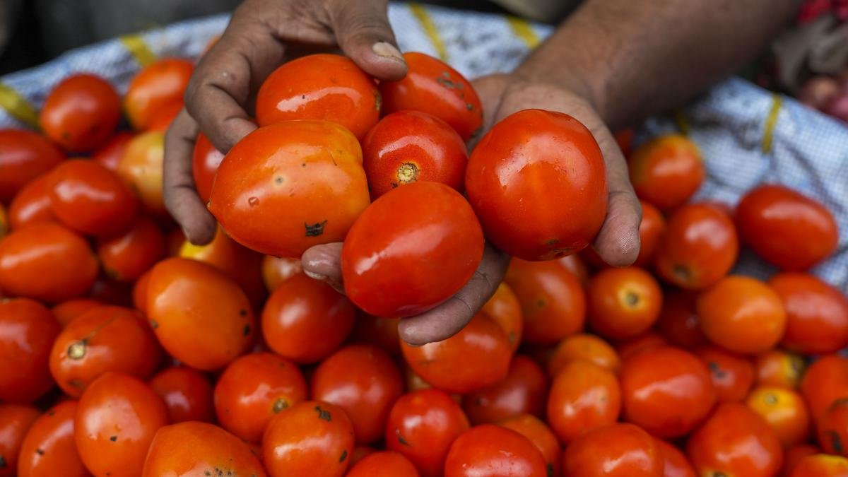 आपूर्ति में गिरावट के कारण देश भर में टमाटर की कीमतें बढ़ीं, कीमत ₹80-100 प्रति किलोग्राम