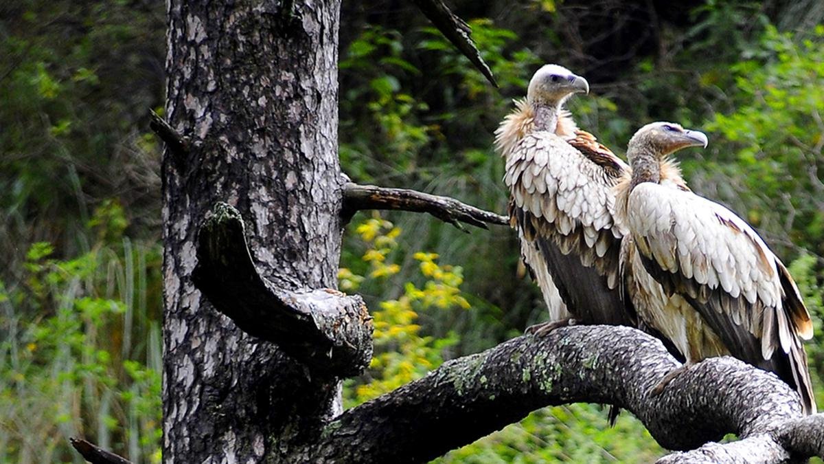 78 species of birds are found only in India: Report