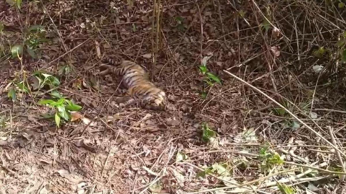 Two tiger cubs found dead at Mudumalai Tiger Reserve in the Nilgiris