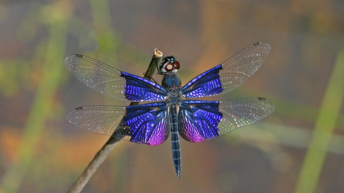 Dragonfly: The faces of wetlands in India