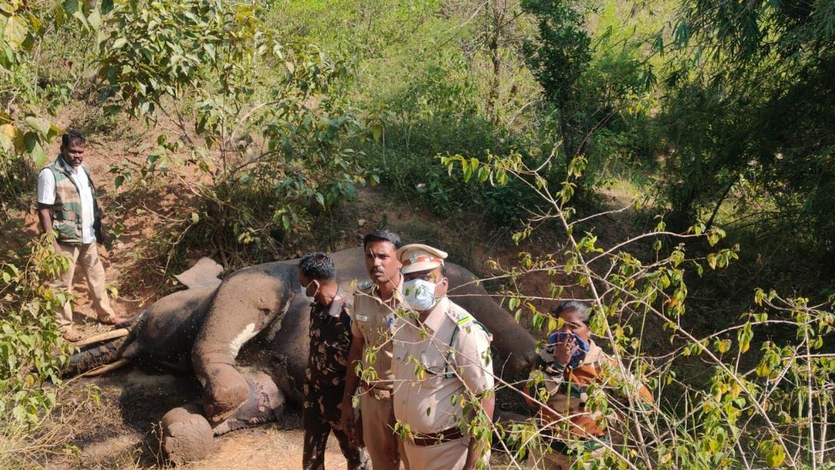 Tusker found shot dead inside wildlife sanctuary in Housr