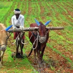 मध्यप्रदेश को बीमारु राज्य की श्रेणी से बाहर निकाला है प्रदेश के किसानों ने