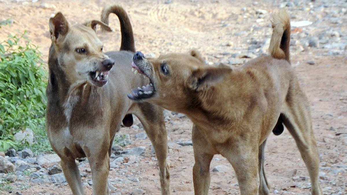 आरटीआई जवाब से पता चलता है कि केरल में पिछले चार वर्षों में आवारा कुत्तों के काटने से होने वाले रेबीज से 47 लोगों की जान चली गई